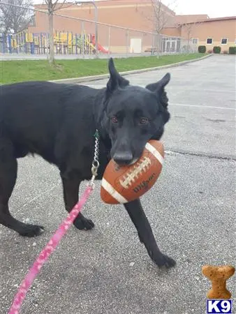 German Shepherd stud dog