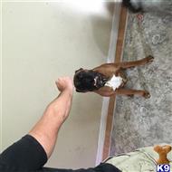 Boxer