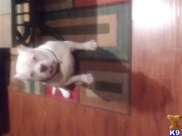 American Bully stud dog: a american bully dog lying on a rug