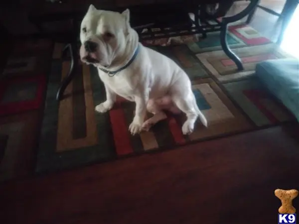 American Bully stud dog: a american bully dog sitting on a red carpet