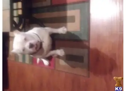 American Bully stud dog: a american bully dog lying on a rug