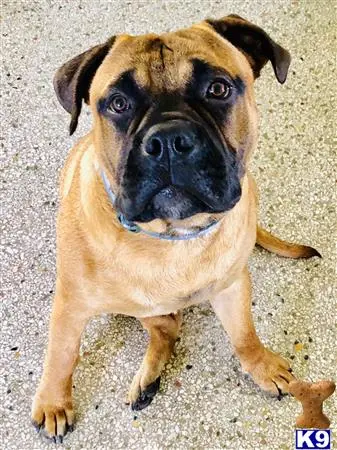 Bullmastiff stud dog