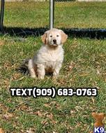 golden retriever puppy posted by jeremyivonna28