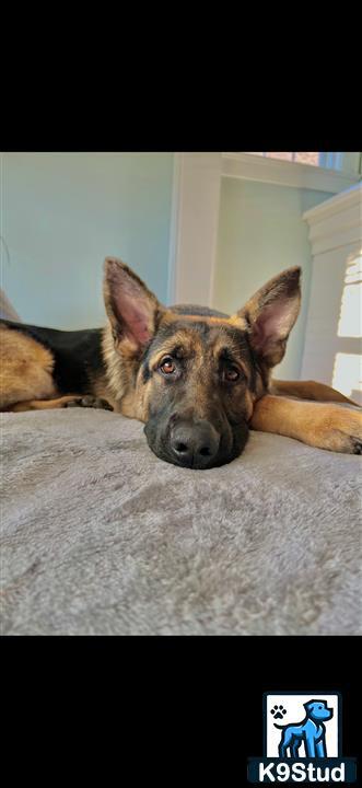 a german shepherd dog lying on a couch