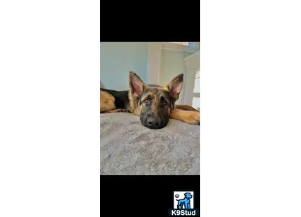 a german shepherd dog lying on a couch