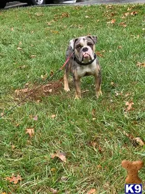 Old English Bulldog stud dog