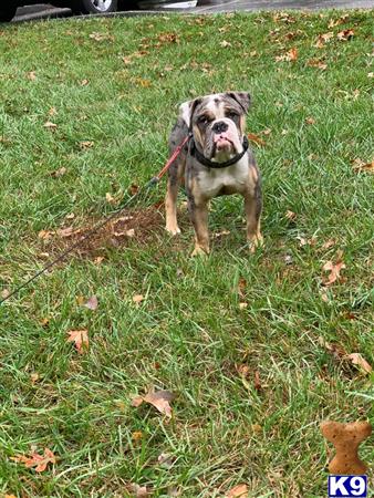 Old English Bulldog dog