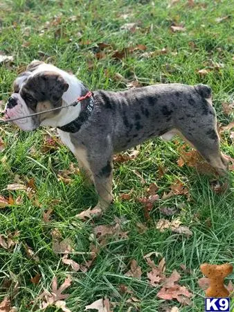 Old English Bulldog stud dog