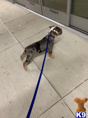 Old English Bulldog dog