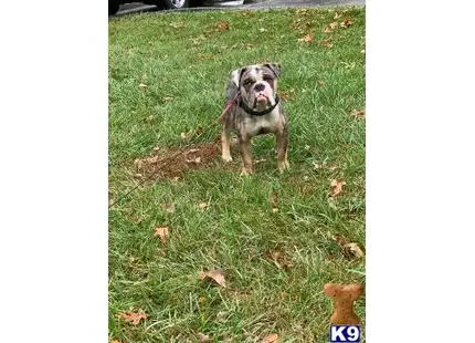 Old English Bulldog