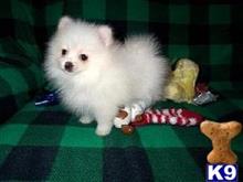 pomeranian puppy posted by jerrymax6762