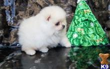 pomeranian puppy posted by jerrymax6762