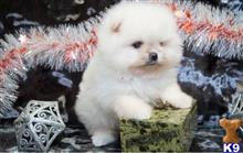 pomeranian puppy posted by jerrymax6762