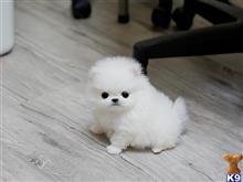pomeranian puppy posted by jerrymax6762