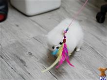 pomeranian puppy posted by jerrymax6762