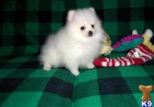pomeranian puppy posted by jerrymax6762