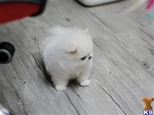 pomeranian puppy posted by jerrymax6762