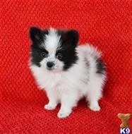 pomeranian puppy posted by jerrymax6762