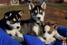 siberian husky puppy posted by jerrymax6762