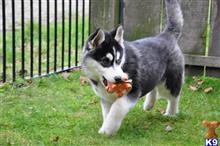 siberian husky puppy posted by jerrymax6762