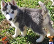 siberian husky puppy posted by jerrymax6762