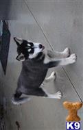 siberian husky puppy posted by jerrymax6762