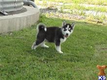 siberian husky puppy posted by jerrymax6762