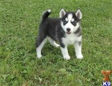 siberian husky puppy posted by jerrymax6762