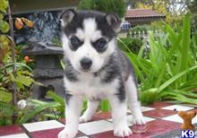 siberian husky puppy posted by jerrymax6762