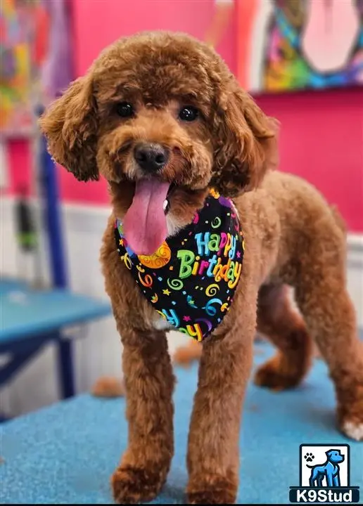 Poodle stud dog: a poodle dog wearing a bandana