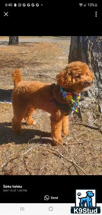 Poodle stud dog: a poodle dog wearing a garment