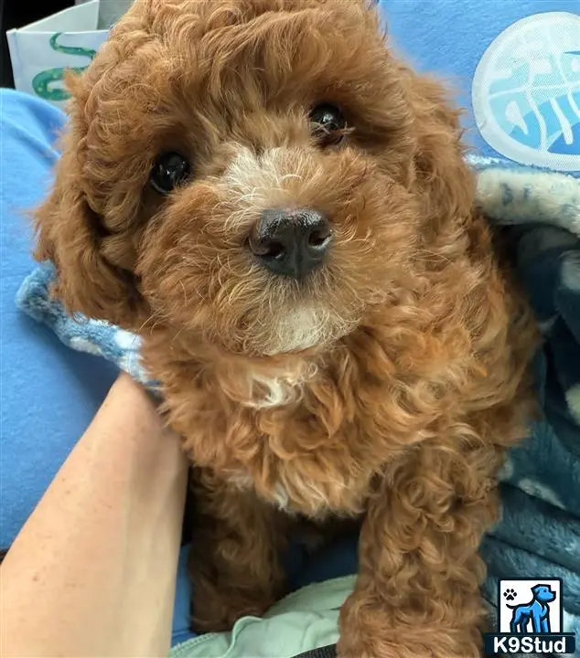 Poodle stud dog: a poodle dog sitting on a bed