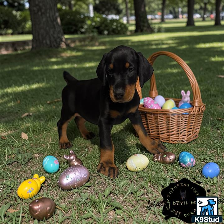 a doberman pinscher dog standing in grass with eggs and a basket of easter eggs