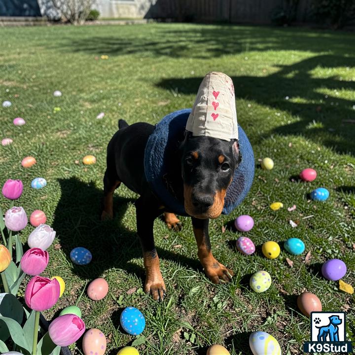Doberman Pinscher puppy