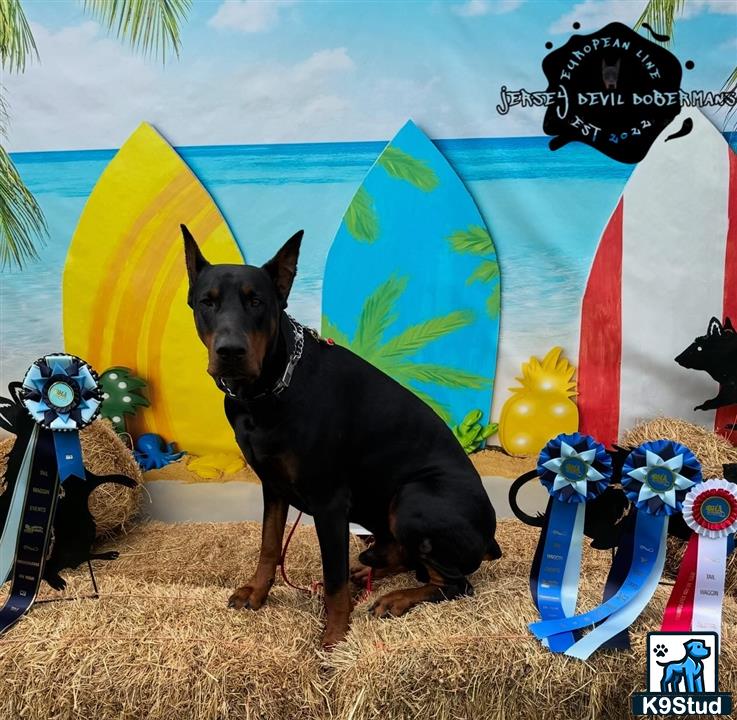 a doberman pinscher dog standing in front of a wall with a cartoon