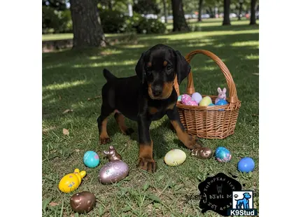 a doberman pinscher dog standing in grass with eggs and a basket of easter eggs