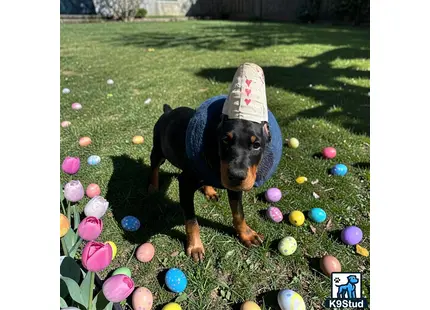 a doberman pinscher dog wearing a scarf