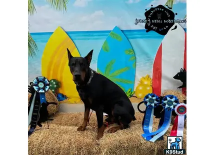 a doberman pinscher dog standing in front of a wall with a cartoon