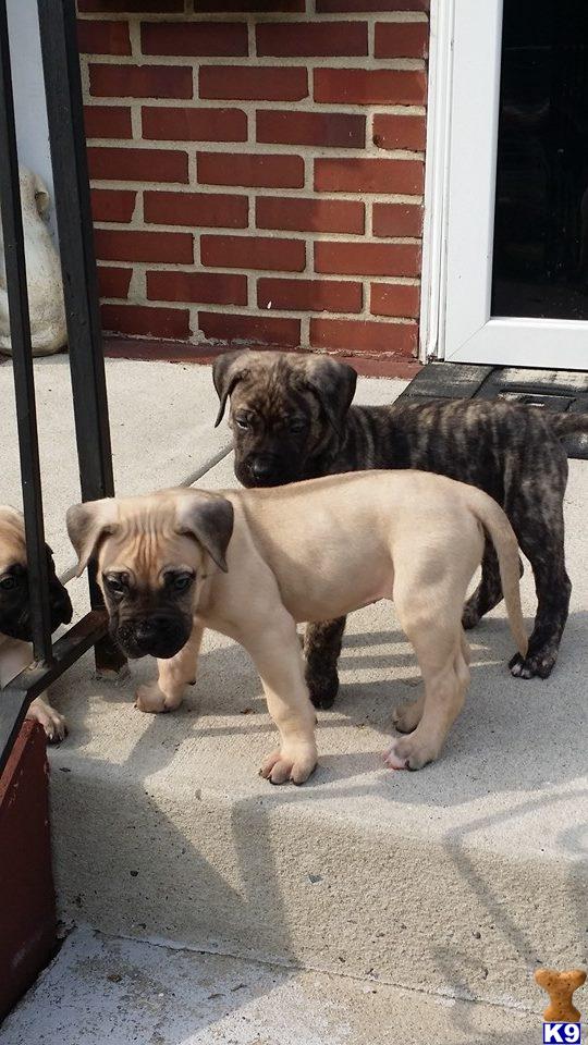 Presa Canario