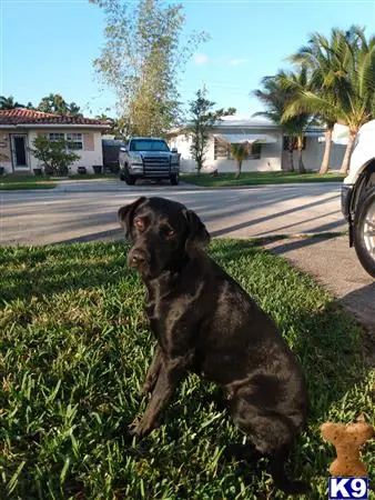 Labrador Retriever female dog