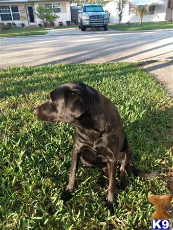 Labrador Retriever female dog