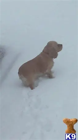 American Cocker Spaniel stud dog