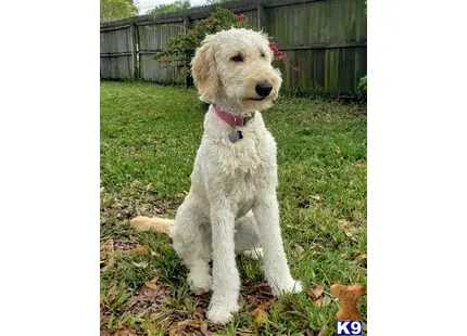 Goldendoodles