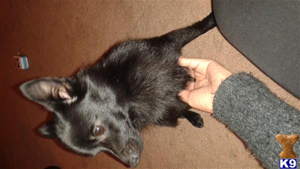 Schipperke dog