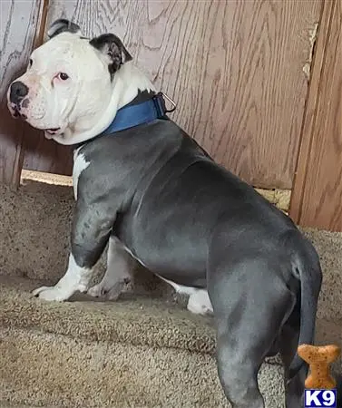 American Bully stud dog