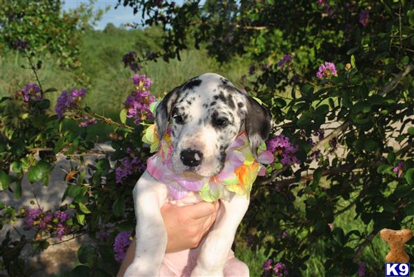 Great Dane