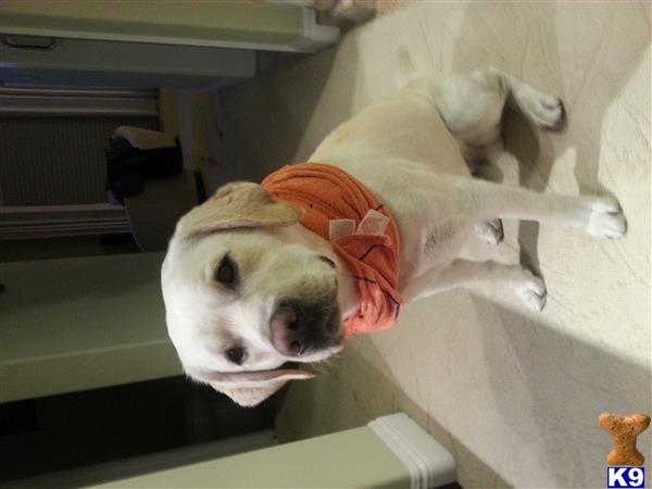 a labrador retriever dog wearing a scarf