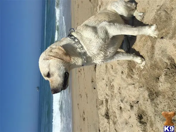 Labrador Retriever stud dog