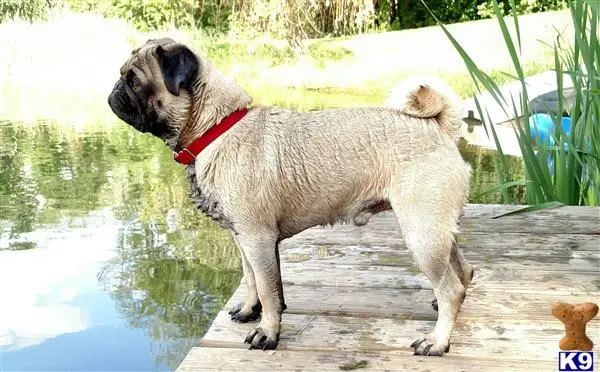 Pug