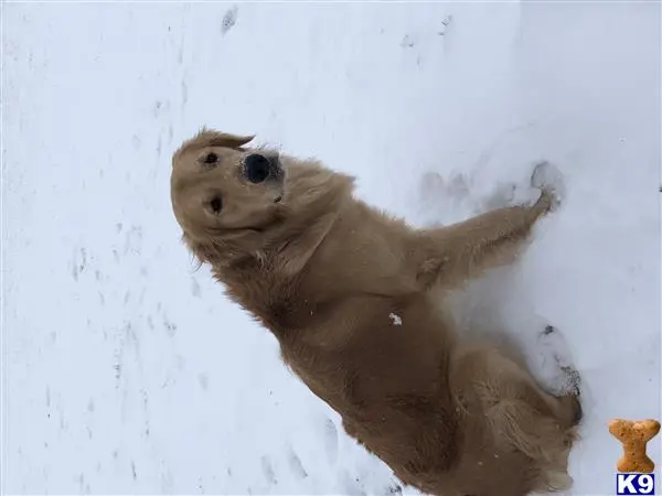 Golden Retriever stud dog